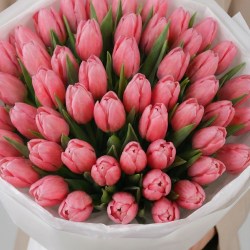 51 rozovyj tyulpan 7